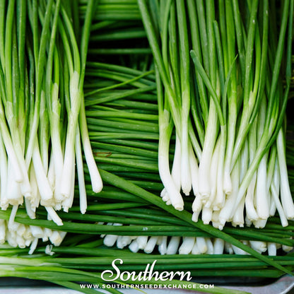 Garlic Chives – 250 Seeds