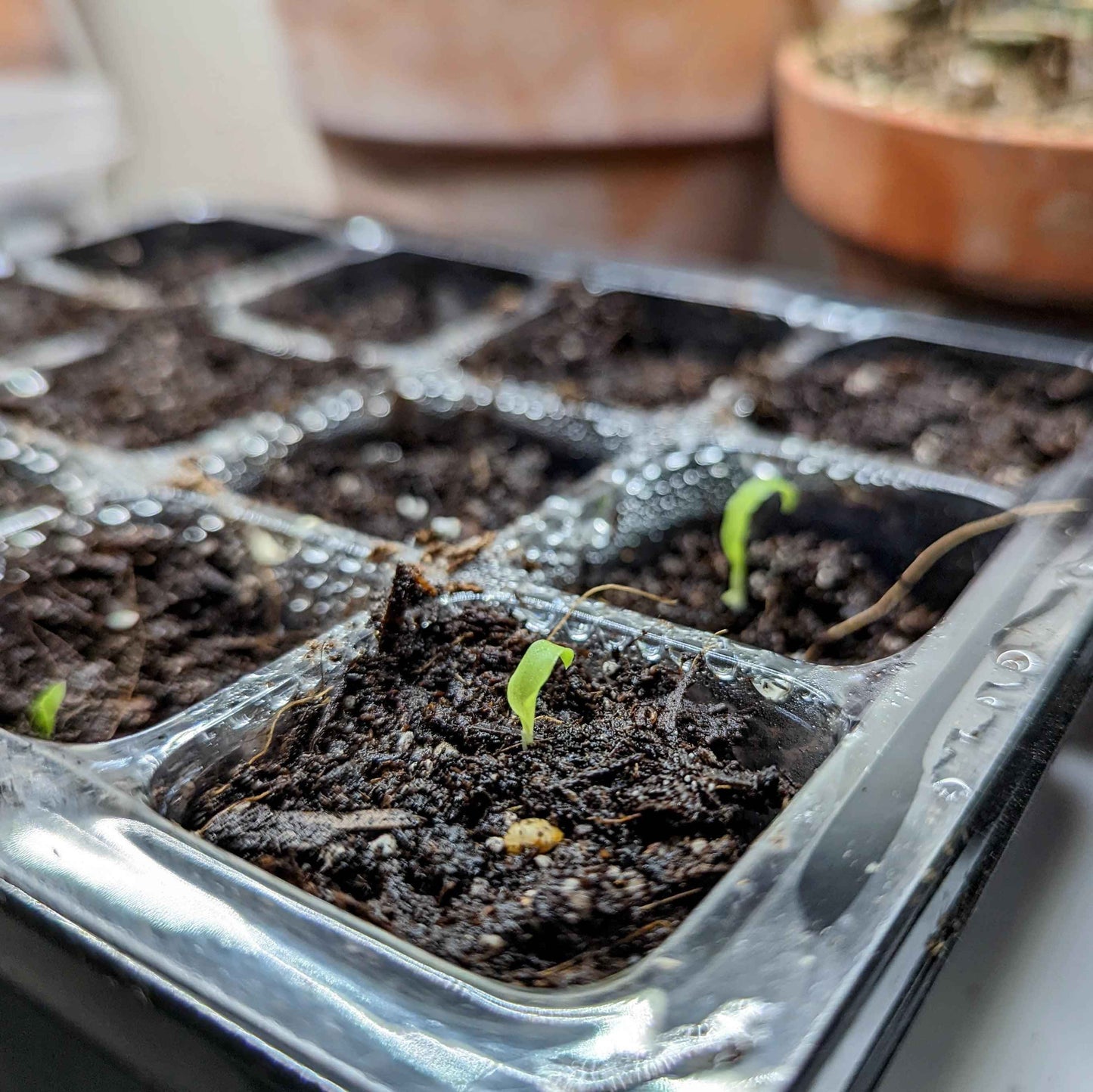 Chlorophytum Amaniense 'Fire Flash' Seeds