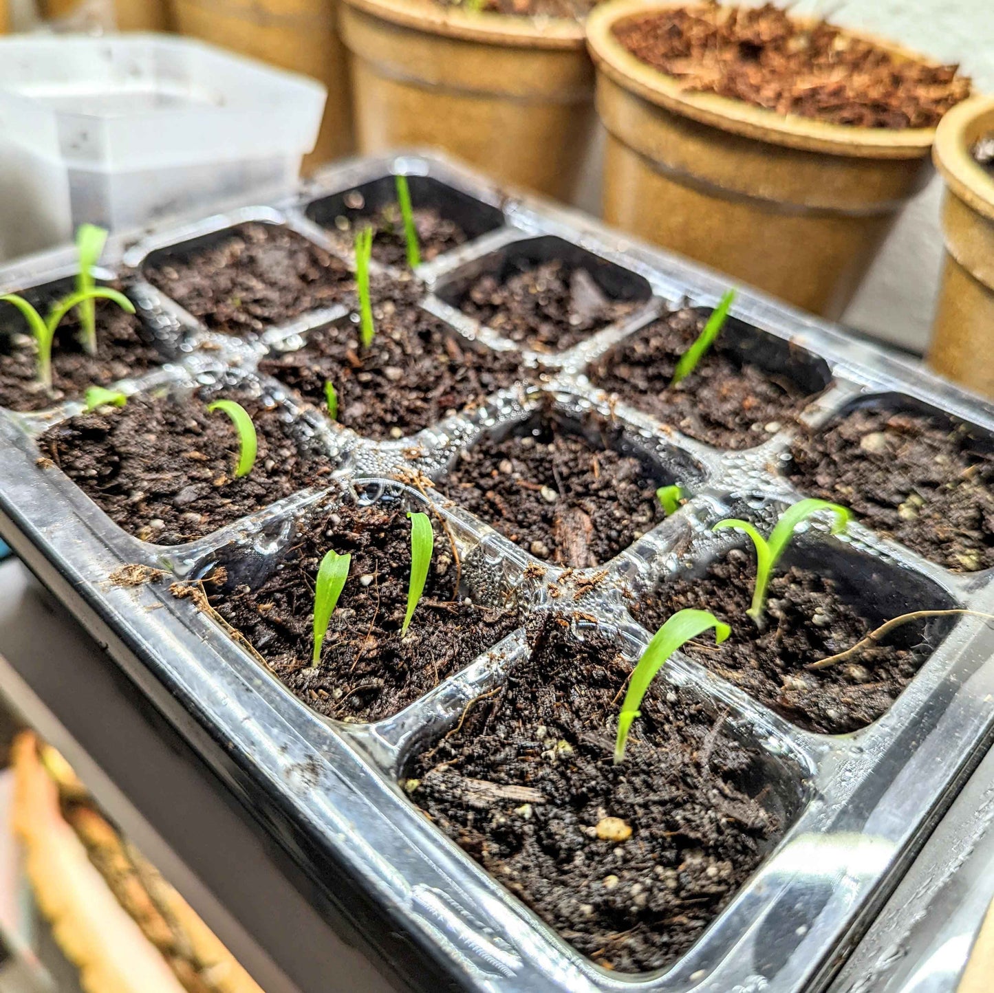 Chlorophytum Amaniense 'Fire Flash' Seeds