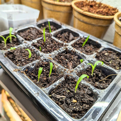 Chlorophytum Amaniense 'Fire Flash' Seeds