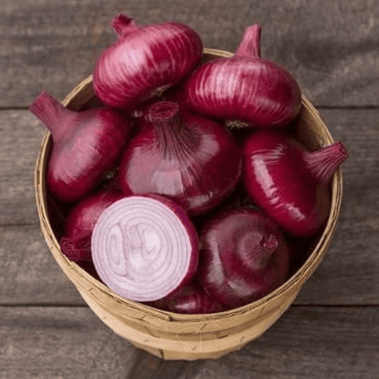 Cipollini Red Onion – 100 Seeds