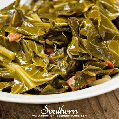 Champion Collard – 100 Seeds