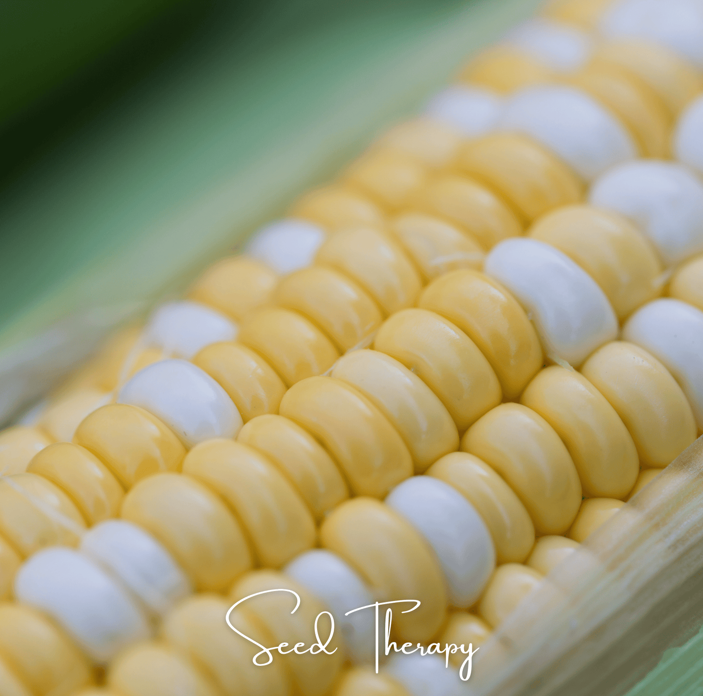Peaches & Cream Corn – 30 Seeds