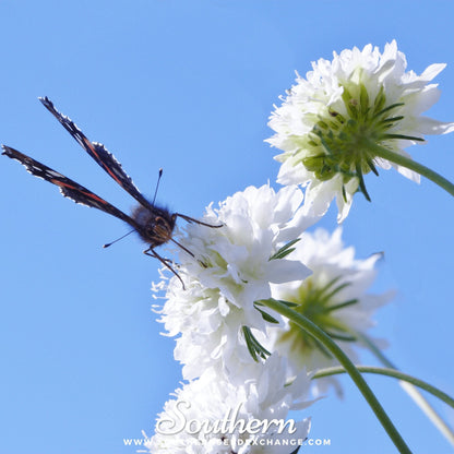 Tall White Cornflower – 100 Seeds