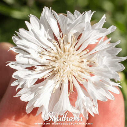 Tall White Cornflower – 100 Seeds