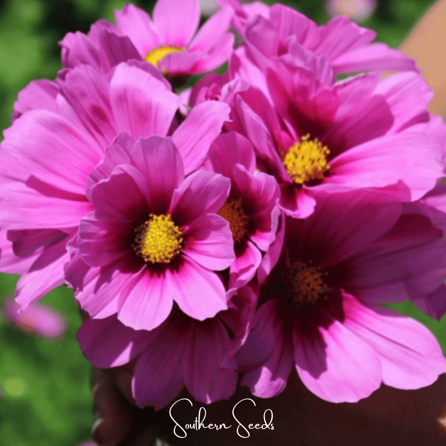 Radiance Cosmos – 100 Seeds