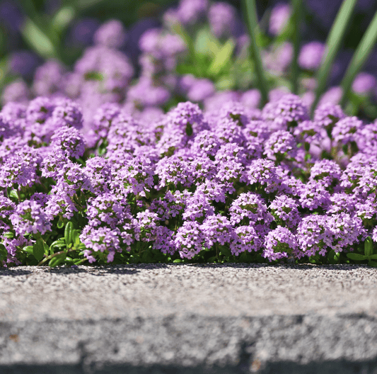 Creeping Thyme – 250 Seeds