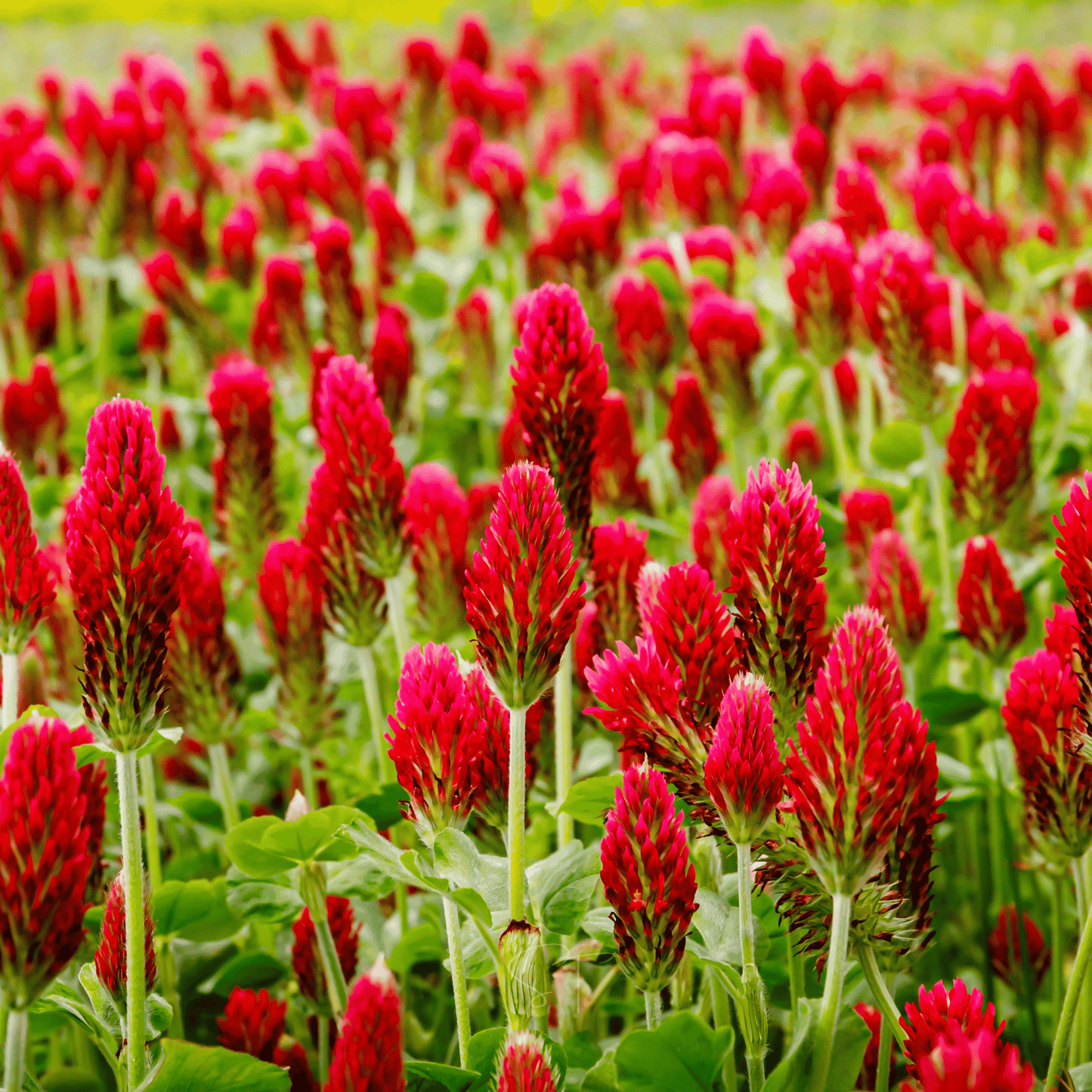 Crimson “Dixie” Clover – 1,000 Seeds