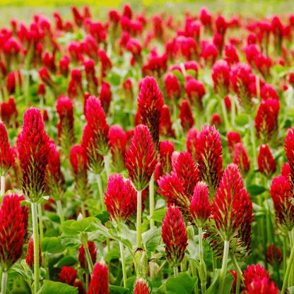 Crimson “Dixie” Clover – 1,000 Seeds