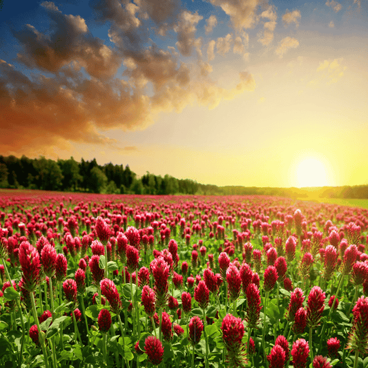 Crimson “Dixie” Clover – 1,000 Seeds