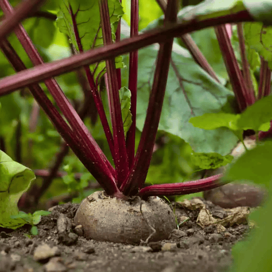 Crosby’s Egyptian Beet – 100 Seeds