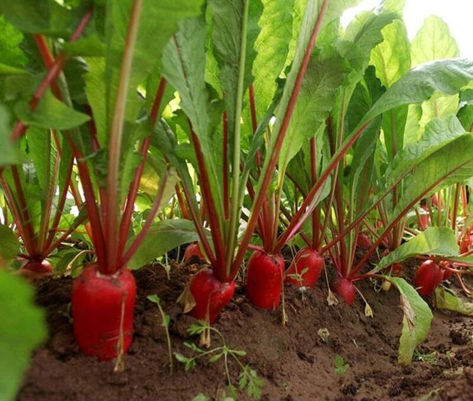 500+China Rose Radish Seeds Red Daikon Winter Radish Microgreens Sprout Seed USA