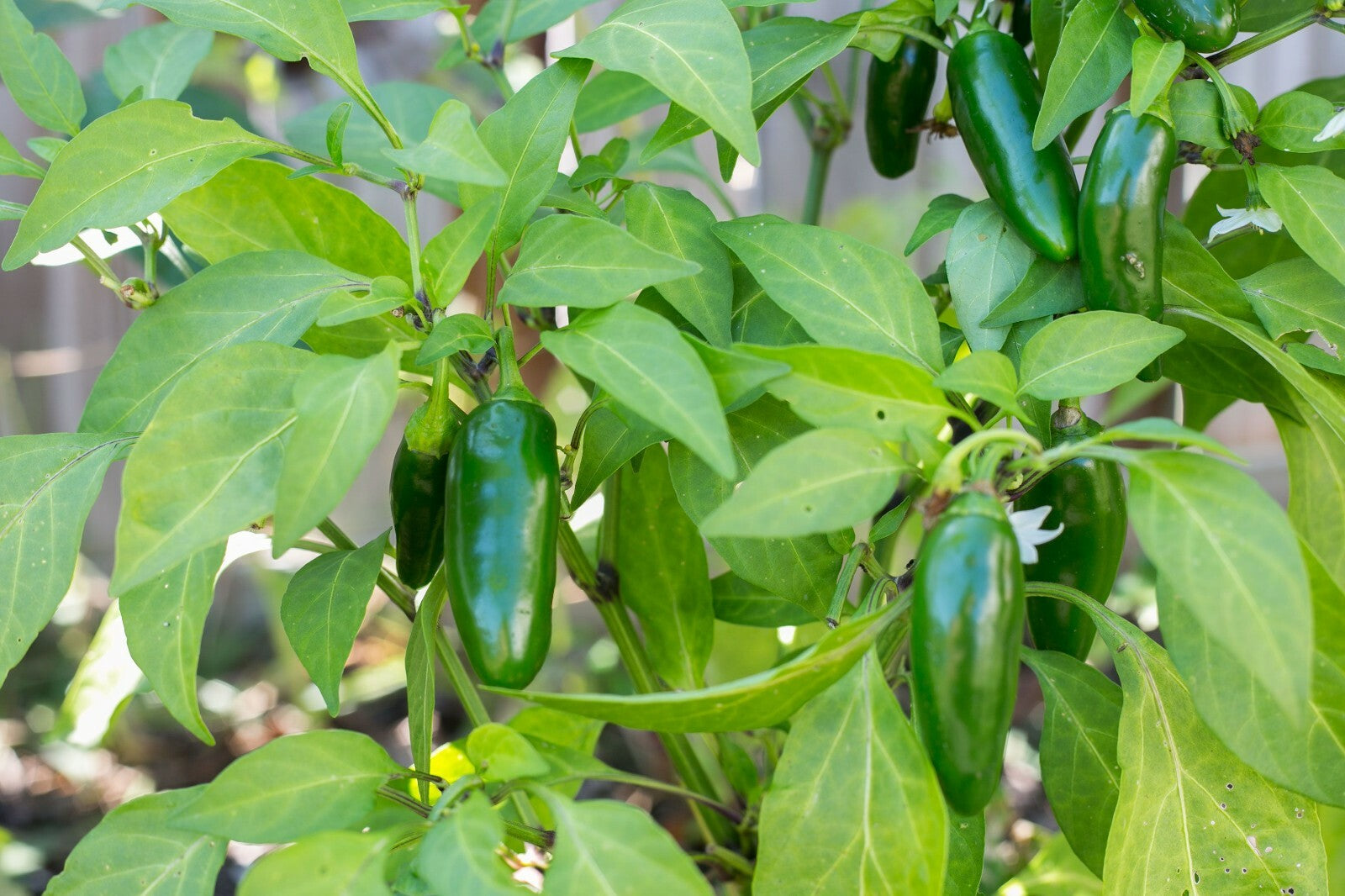 Jalapeño M Pepper Seeds 100+ Non-Gmo Heirloom Hot Spicy Salsa Pickling