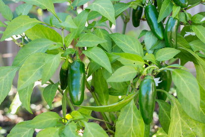 Jalapeño M Pepper Seeds 100+ Non-Gmo Heirloom Hot Spicy Salsa Pickling
