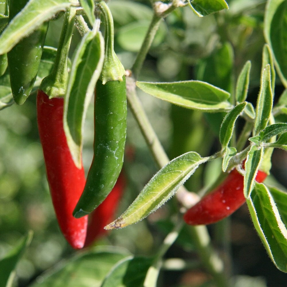 100+ Serrano Pepper Seeds | Non-Gmo