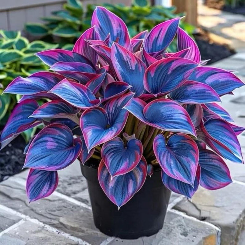 Hosta Seeds - 100+ Pink Blue Hosta Plants Seeds for Planting Outdoor