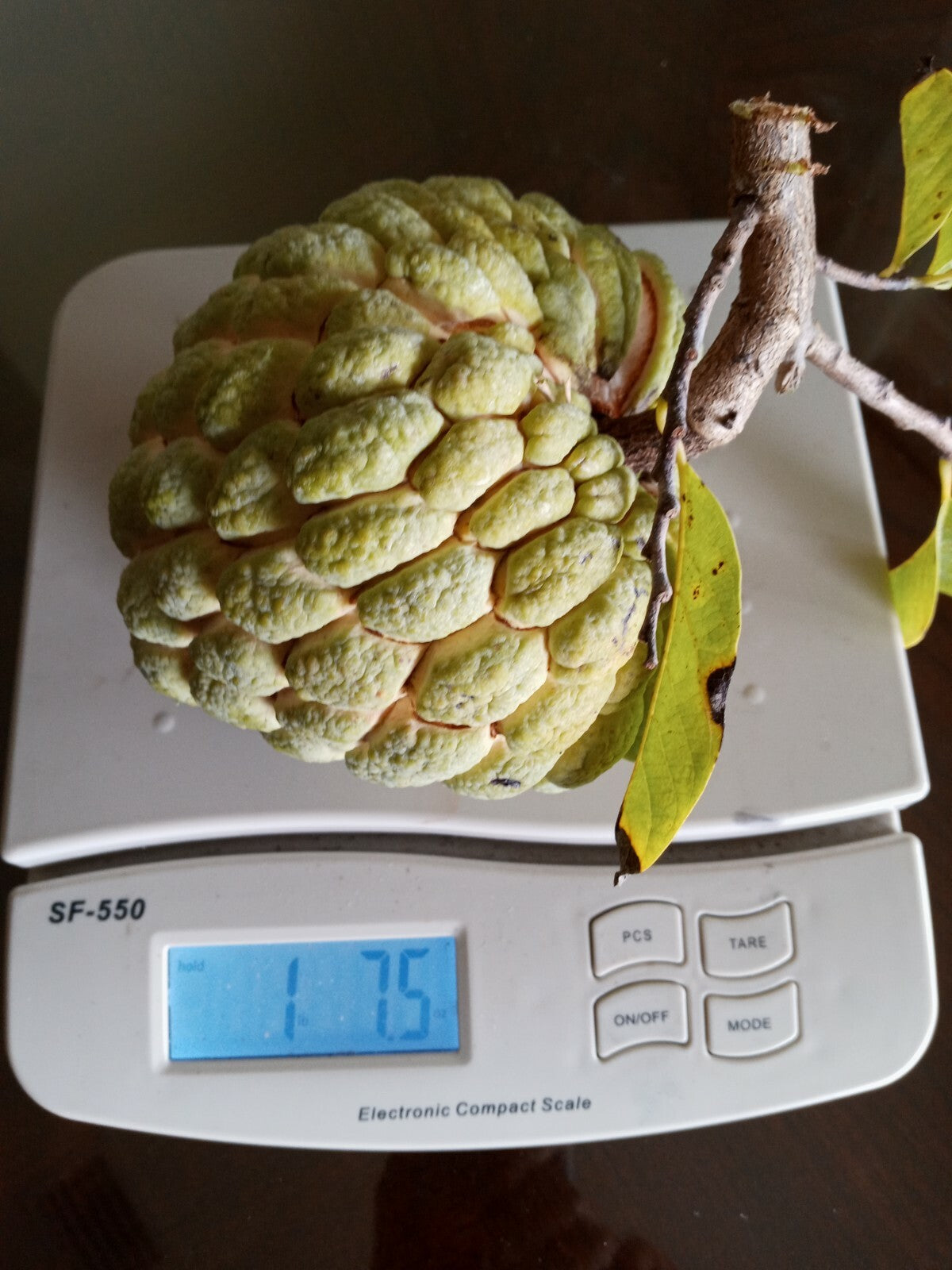 15 Organic Sugar Apple Seeds | Annona Squamosa Custard Apple | NON-GMO|