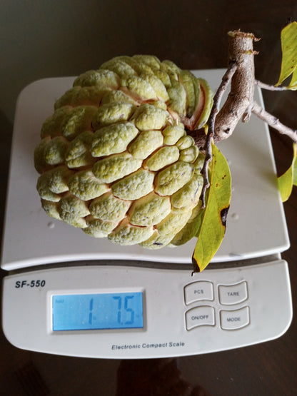15 Organic Sugar Apple Seeds | Annona Squamosa Custard Apple | NON-GMO|