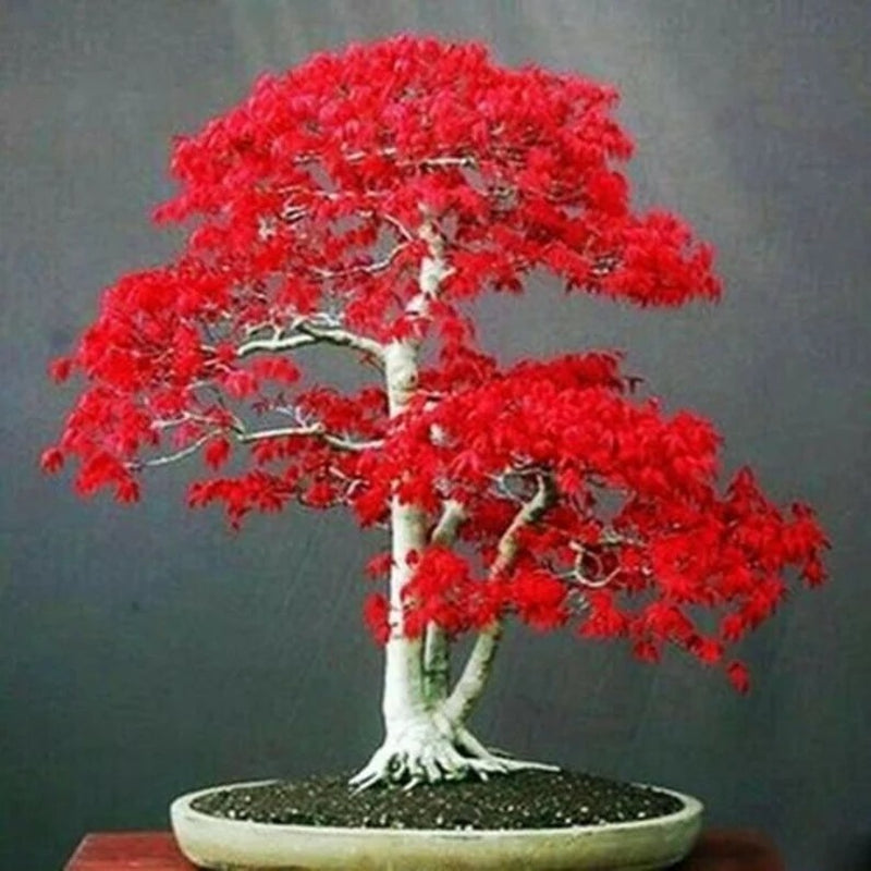 20 Seeds Japanese Red Maple Tree Bonsai Rare Plant for Home Garden