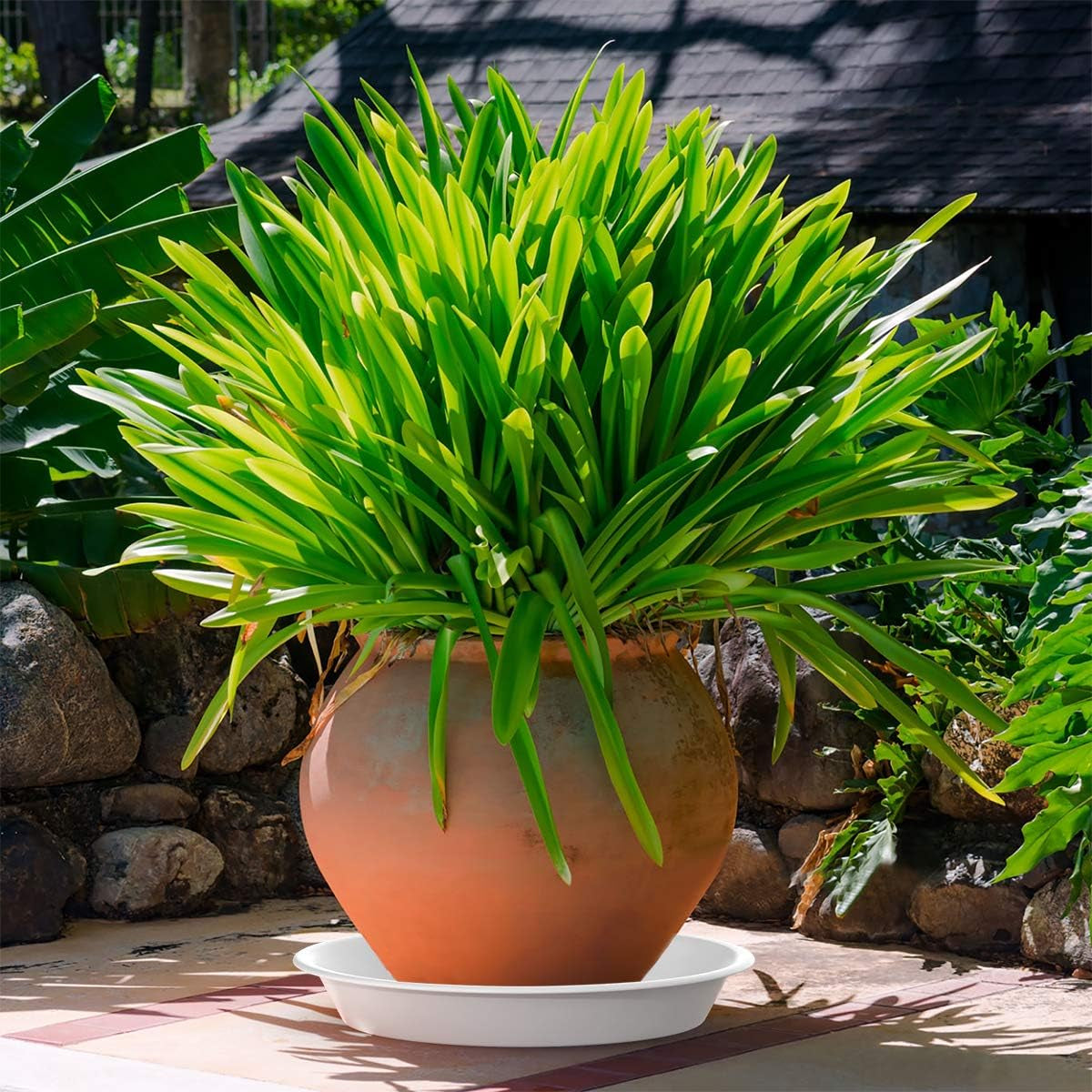 Plant Saucer 8 Inch of 3 Pack Drip Tray White for Indoors and Outdoor Durable Thicker Plastic Plant Tray (8 Inch)