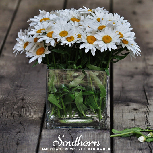Dwarf Shasta Daisy – 100 Seeds