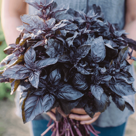 Dark Opal Basil – 250 Seeds