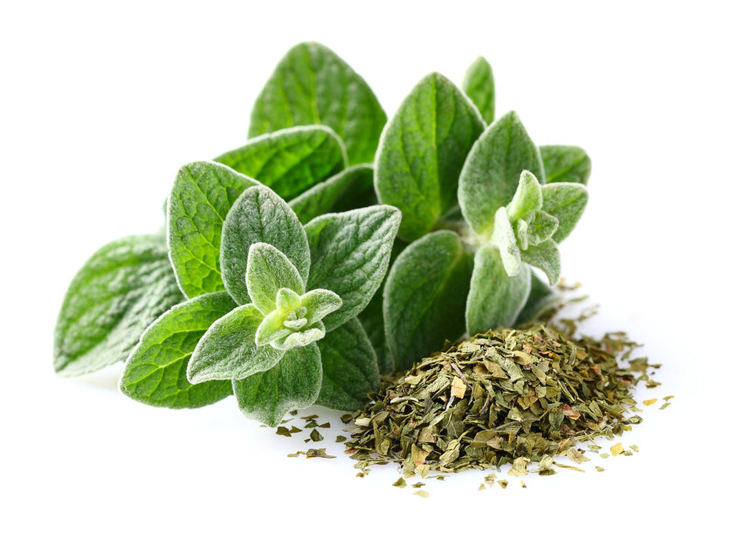 500+ Italian Oregano Seeds | Non-Gmo | Heirloom | Fresh Garden Seeds from USA