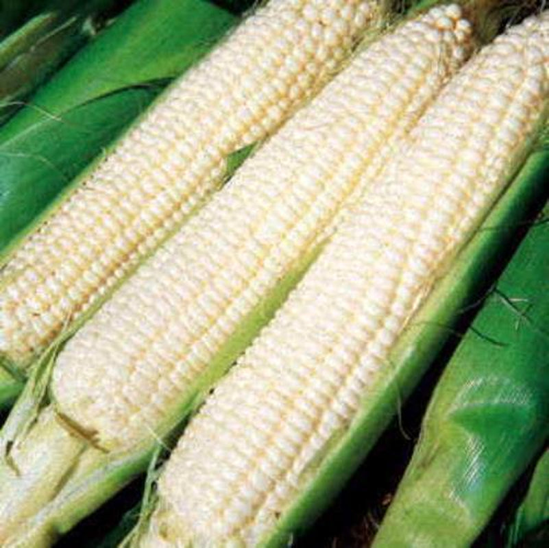 Silver Queen Corn Seed, USA Grown, Untreated Seed, NON GMO, 440-880 Seeds
