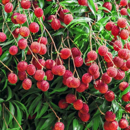 10Pcs Lychee Tropical Fruit Heirloom Seeds - Non-Gmo Litchi Seed for Gardening
