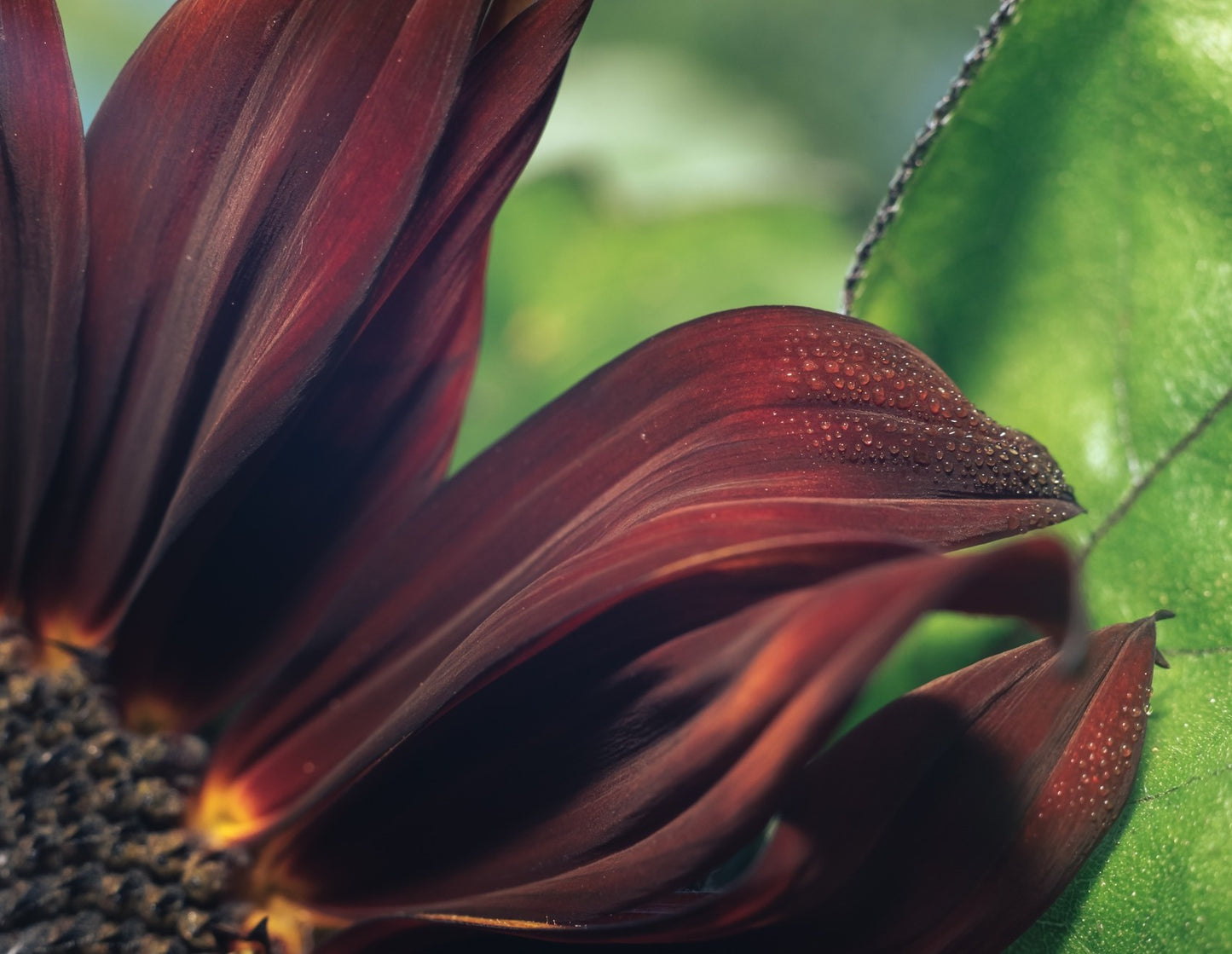 Purple Sunflower Seeds for Planting - Vibrant Heirloom Rare, Chocolate Cherry