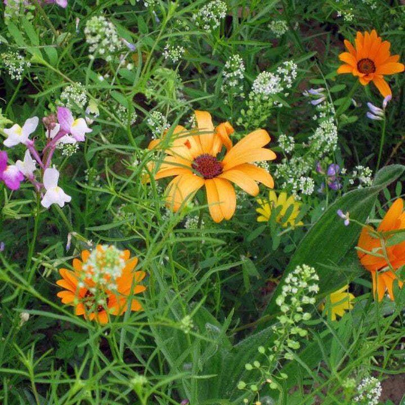 Wildflower Mix DROUGHT RESISTANT Dry Soil Garden Pollinator Flowers 1000+ Seeds!