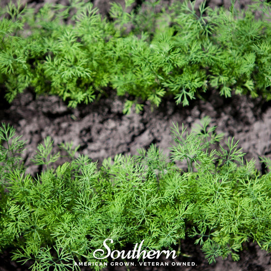 Dwarf Fernleaf Dill – 100 Seeds
