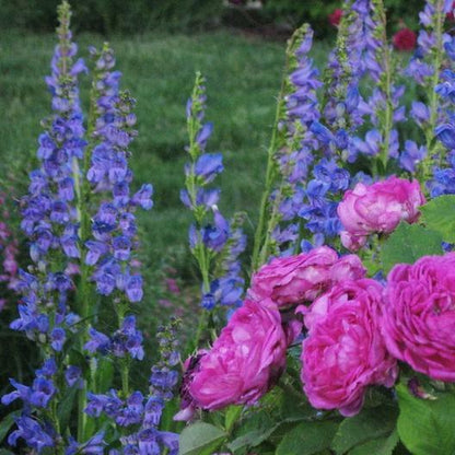 Penstemon ROCKY MOUNTAIN Perennial Beardtongue Hummingbirds! Non-Gmo 500 Seeds