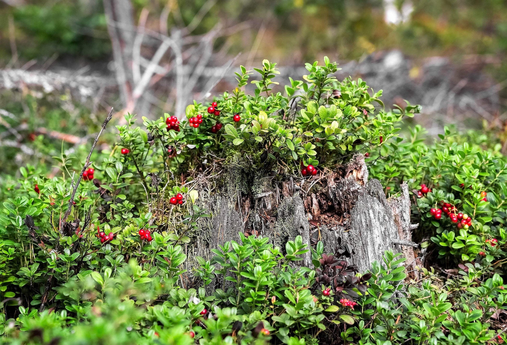 50 LINGONBERRY Mountain Cranberry Vaccinium Vitis-Idea Red Berry Edible Fruit Dwarf Evergreen Shrub Seeds