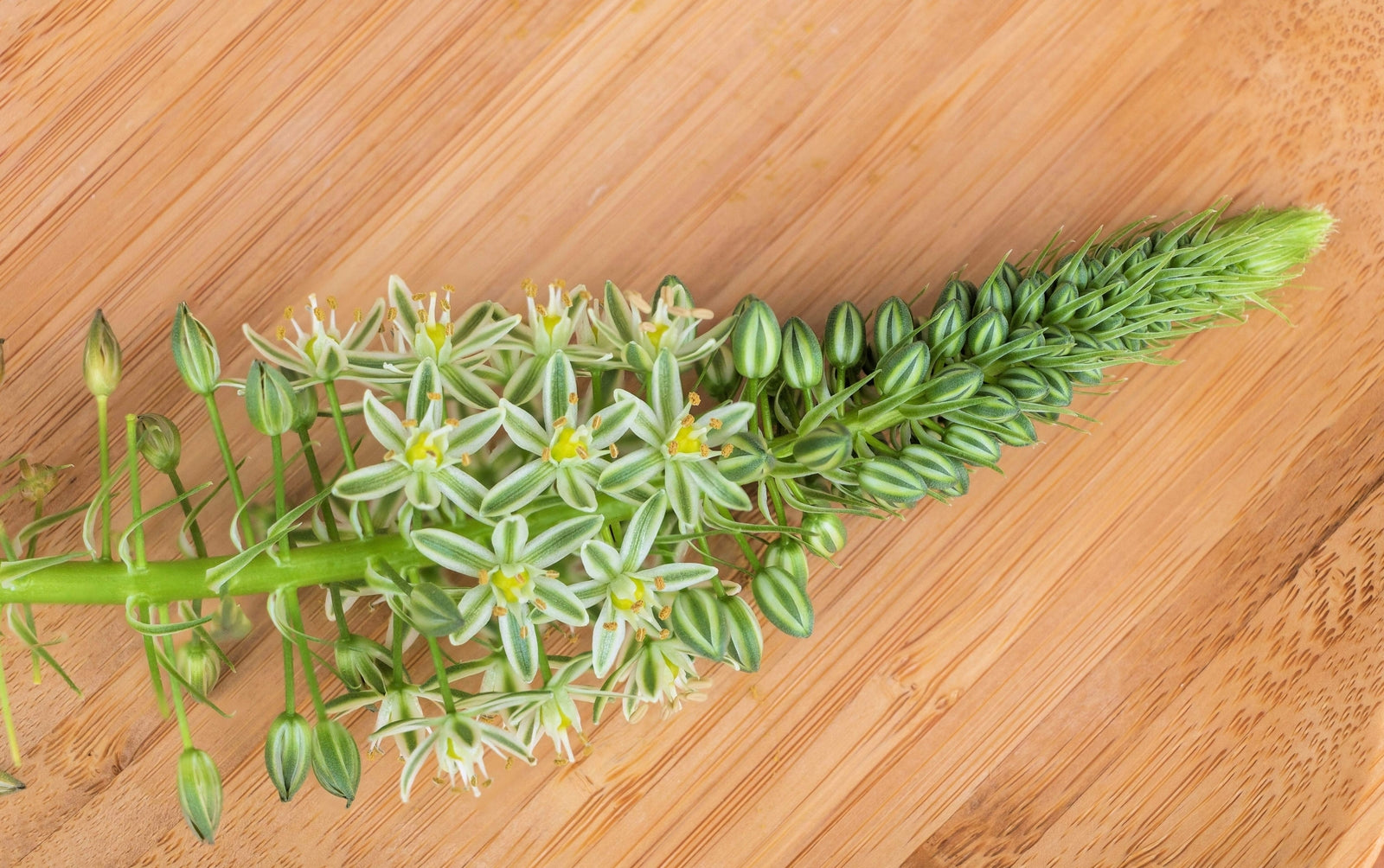 20 PREGNANT ONION SEEDS Aka False Sea Onion Lily Ornithogalum Caudatum Flower Go