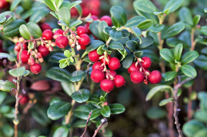 50 LINGONBERRY Mountain Cranberry Vaccinium Vitis-Idea Red Berry Edible Fruit Dwarf Evergreen Shrub Seeds