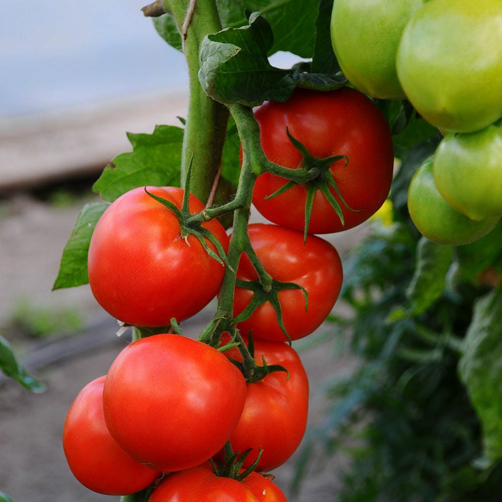 100+ Beefsteak Heirloom Tomato Seeds | Non-Gmo Vegetable Seeds USA