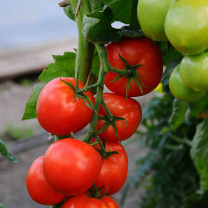 100+ Beefsteak Heirloom Tomato Seeds | Non-Gmo Vegetable Seeds USA