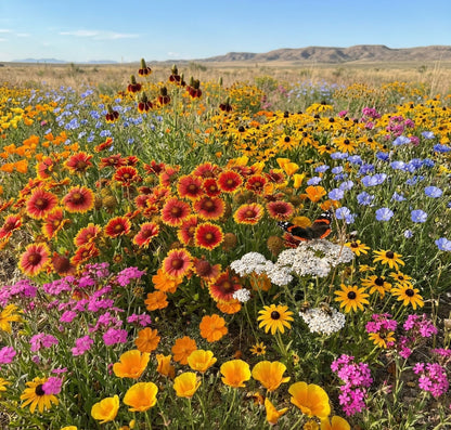 Wildflower Mix DROUGHT RESISTANT Dry Soil Garden Pollinator Flowers 1000+ Seeds!