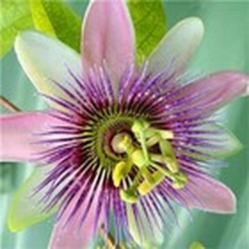 50Pcs Mix Color Passion Flower Seeds Rare Potted Plants for Planting Outdoors
