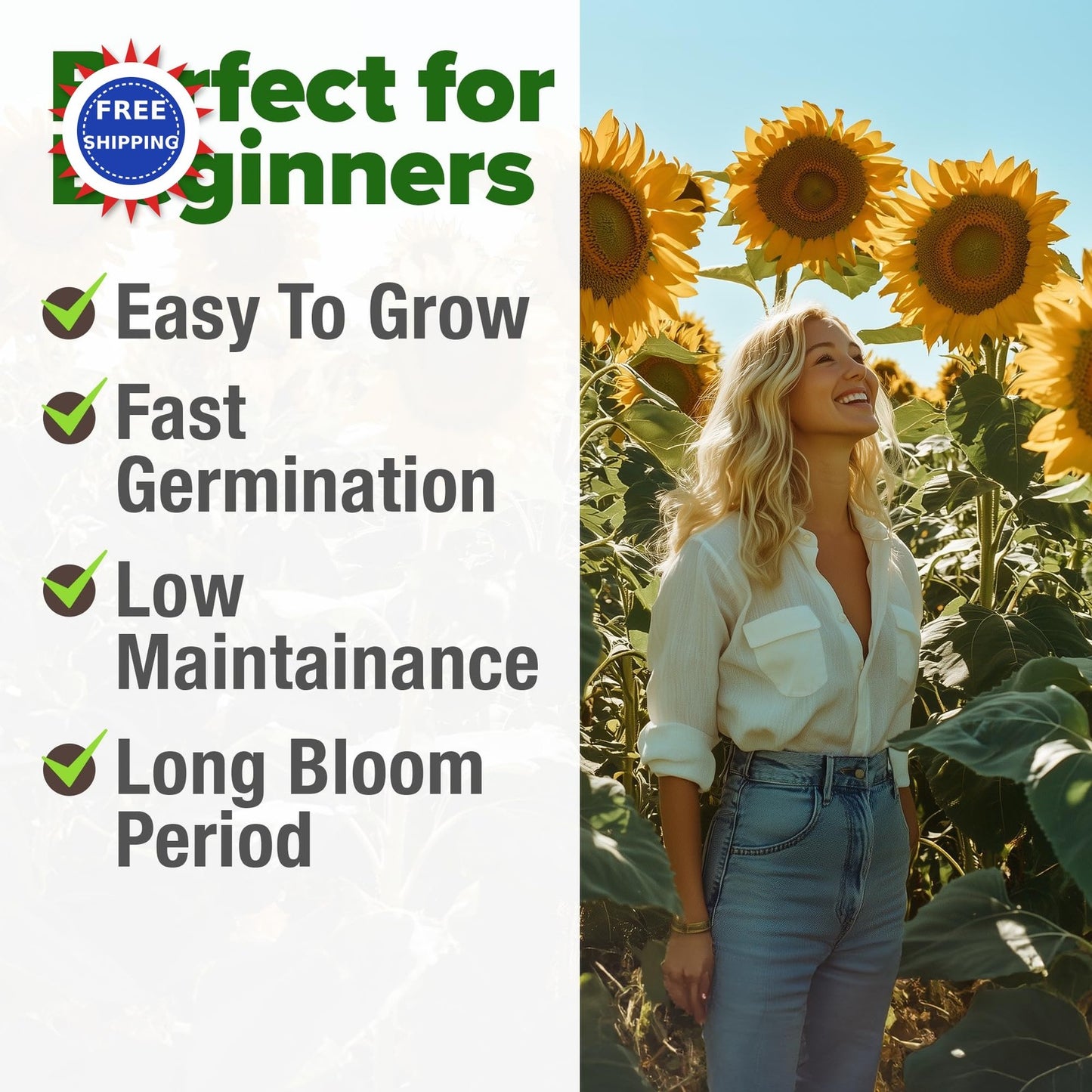 Mammoth Sunflower Seeds 520+ Giant for Planting Bulk Packet Heirloom HOME GROWN