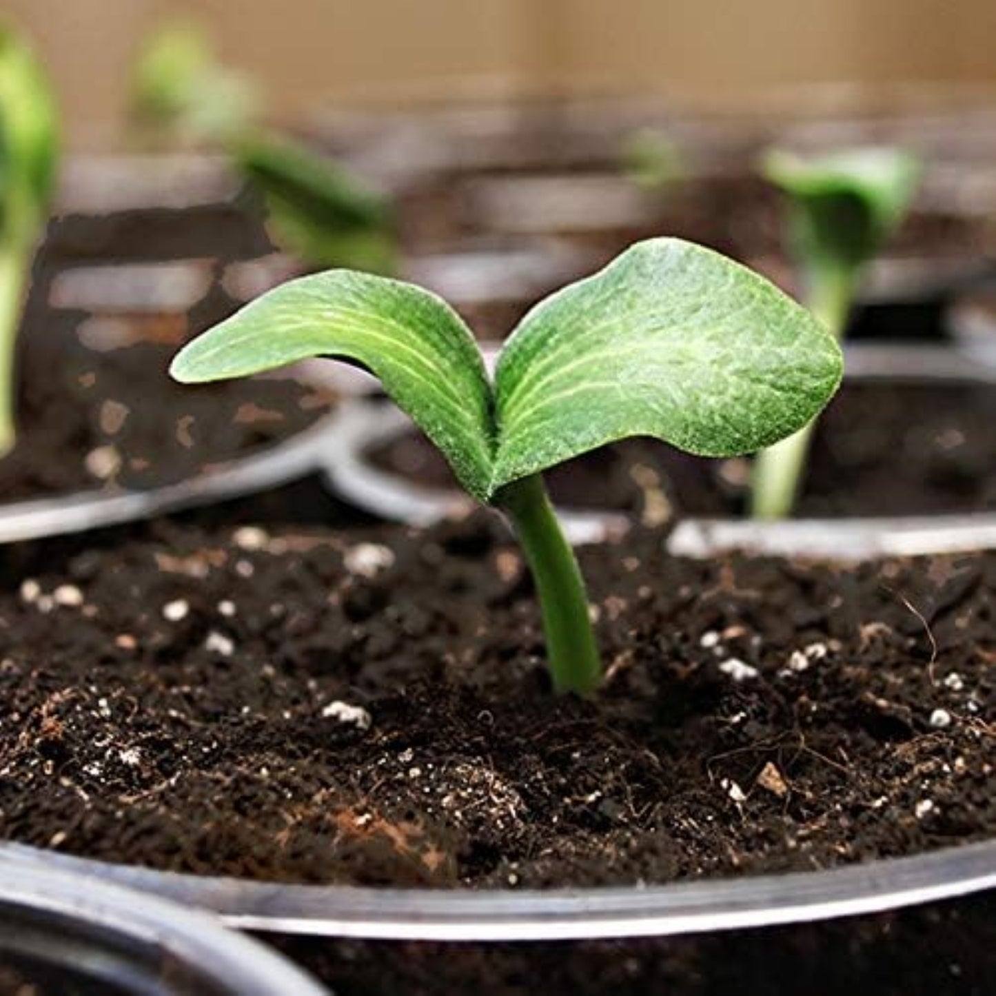 Coast of Maine Sprout Island Blend Organic & Natural Seed Starter, 2 Cu Ft