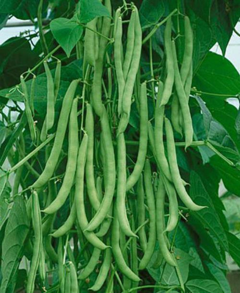 Kentucky Wonder Pole Bean Seed, NON-GMO, Heirloom Pole Bean Seed, 1 Oz. Pack