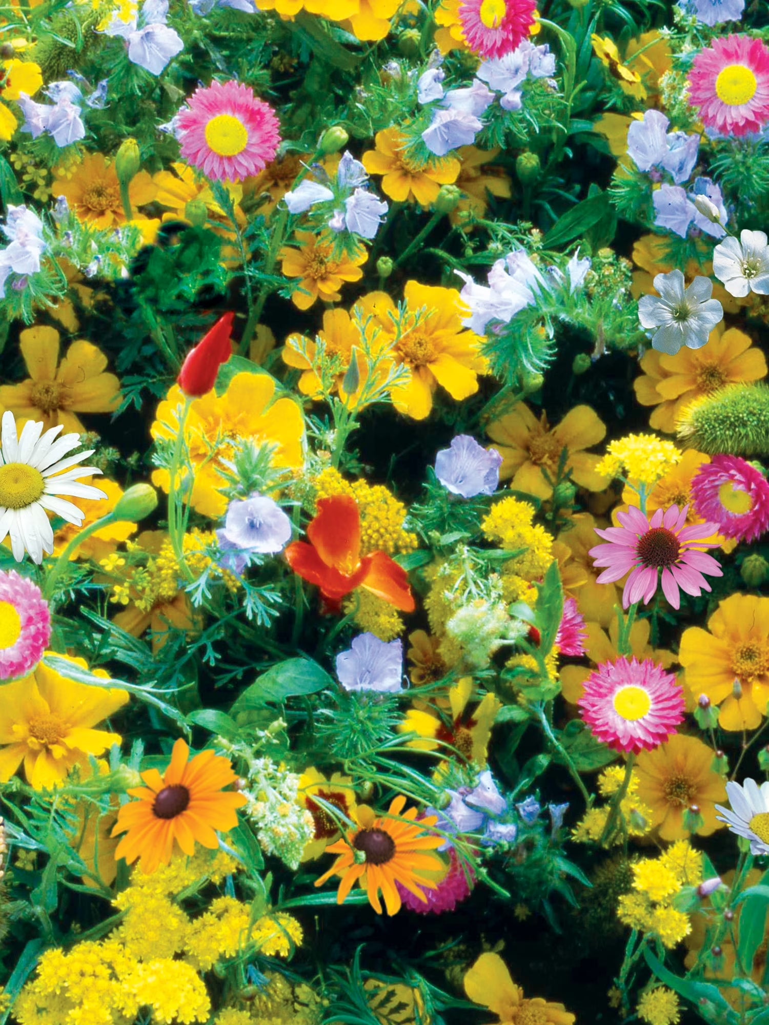 Perennial Wildflower Seeds Mix – Non-Gmo, Attracts Pollinators, Perennial Flowers, 50,000 Seeds, 1 Bag