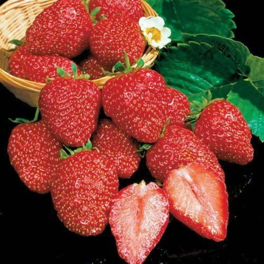 Earliglow Strawberry Plants (25 Bare Root) – Early June-Bearing Variety – Sweet, Classic Flavor – Cold Hardy Edible Garden Fruit