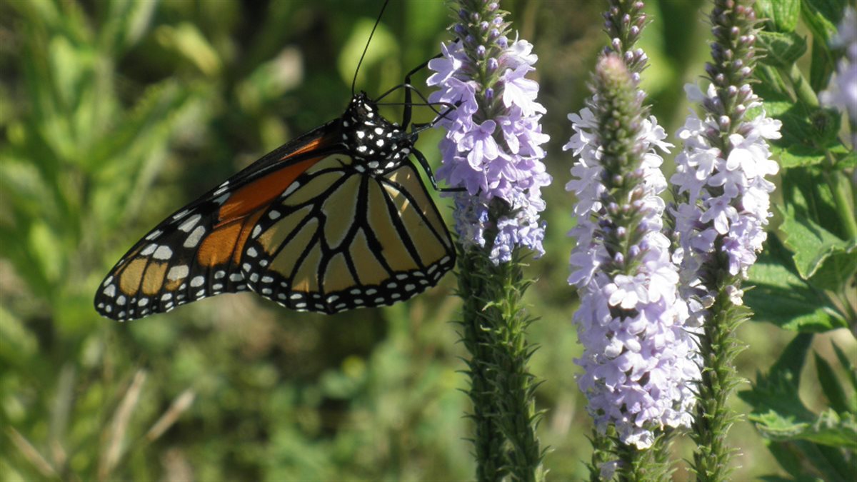 GoodBug™ Wildflower Mix A Natural Way to Fight Garden Pests—Without Chemicals