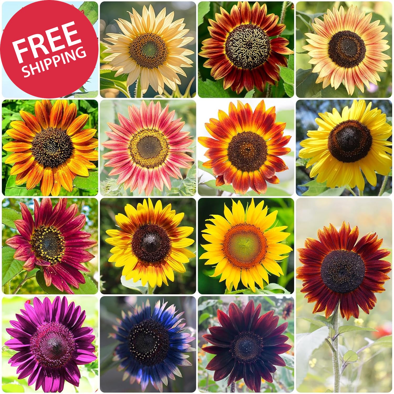 Sunflower Seeds for Planting, 15+ Varieties, 1 Oz, 300+ Mixed Seeds to Plant Col