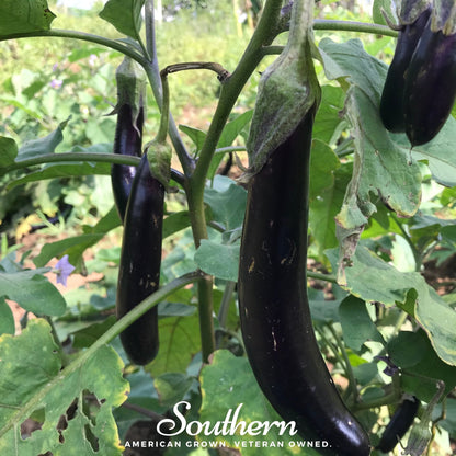 Long Purple Eggplant – 50 Seeds