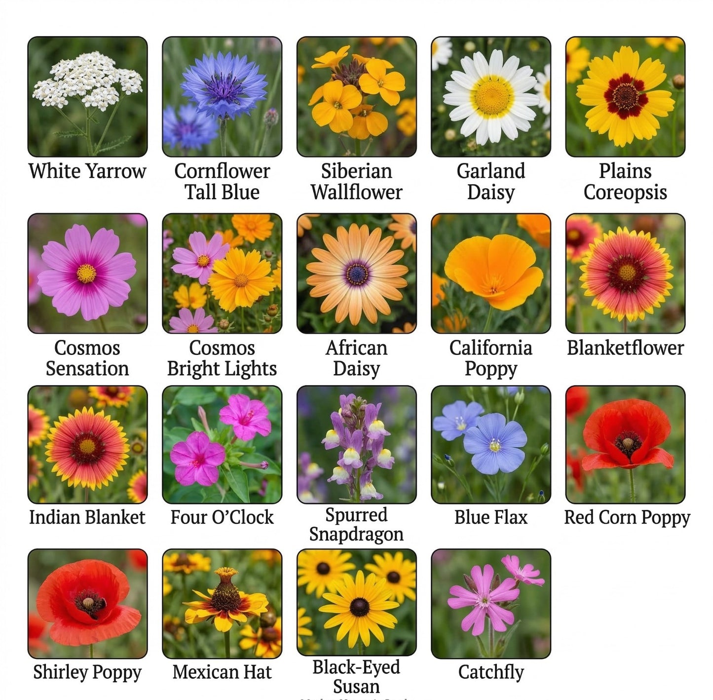 Wildflower Mix DROUGHT RESISTANT Dry Soil Garden Pollinator Flowers 1000+ Seeds!