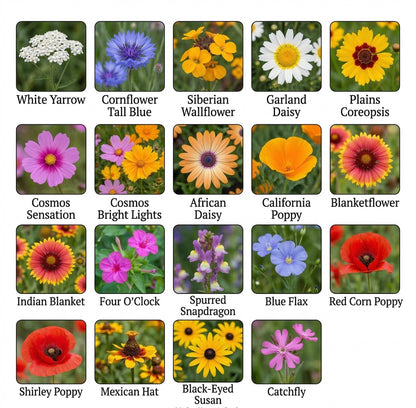 Wildflower Mix DROUGHT RESISTANT Dry Soil Garden Pollinator Flowers 1000+ Seeds!
